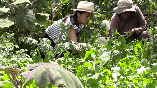 A beneficiary of Seeds of Hope harvests vegetables