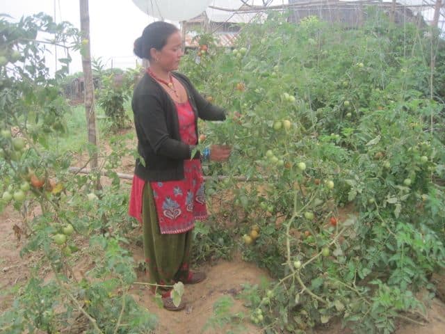 A Gardener in Nepal
