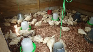 Chicken cooop_DSC09284